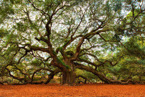 Angel Oak, SC