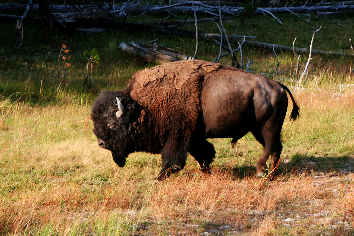 Yellowstone Bison