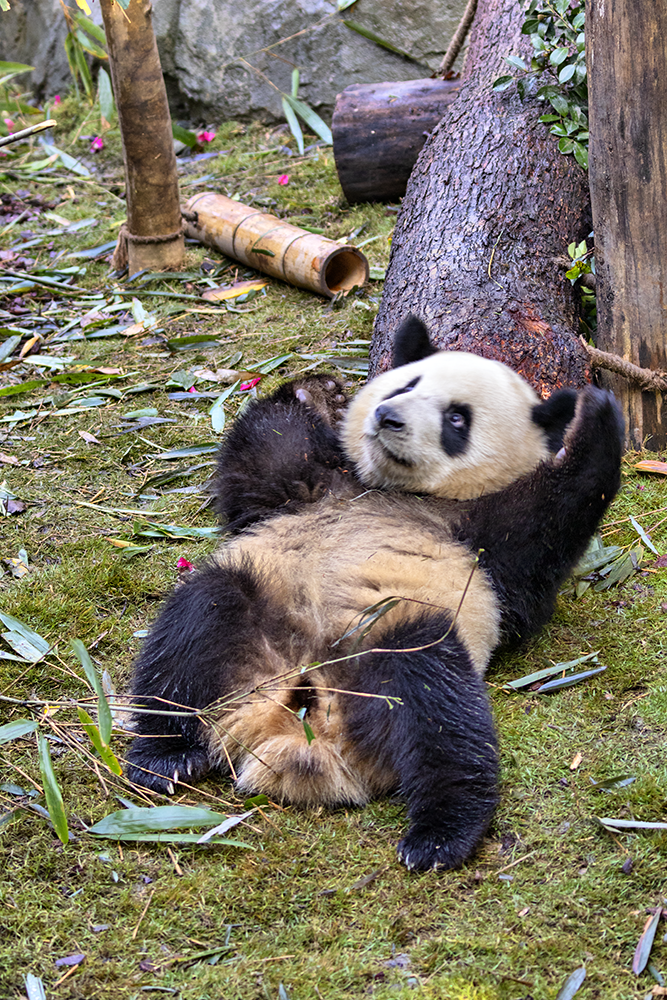 Panda relaxing