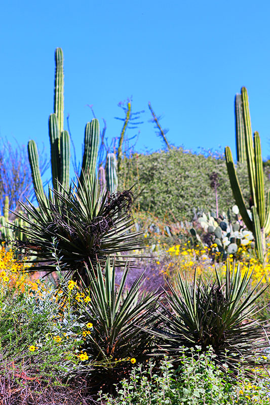 Southern California desert